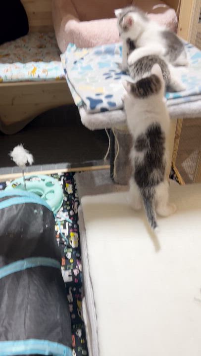 Enlarge Leo, a ADOPTABLE American Shorthair in Wadsworth, IL video 2/4