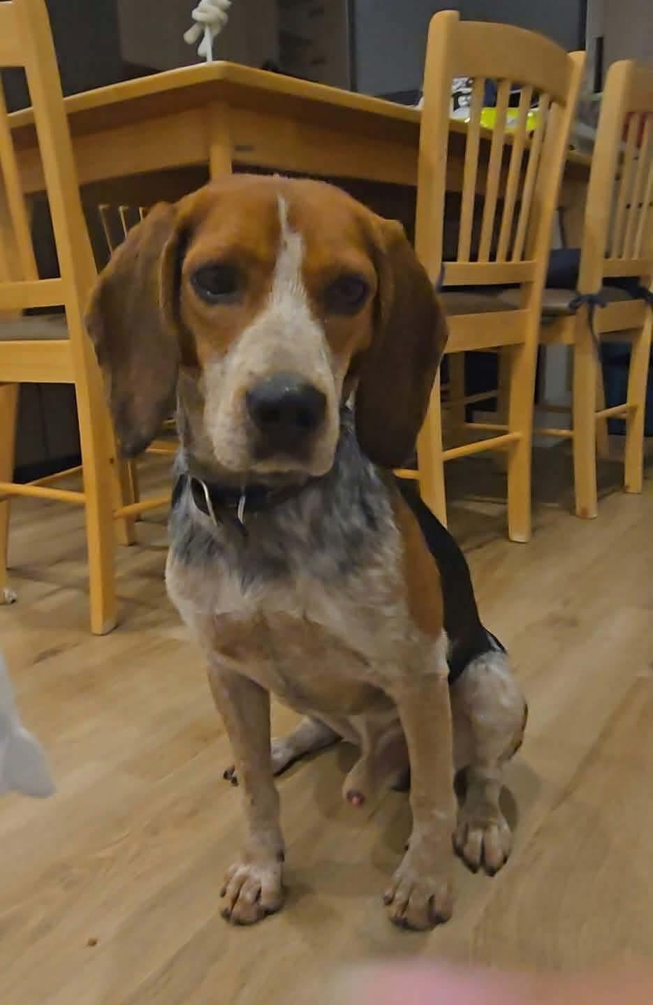 Dewy, Adoptable, Adult Male Beagle.