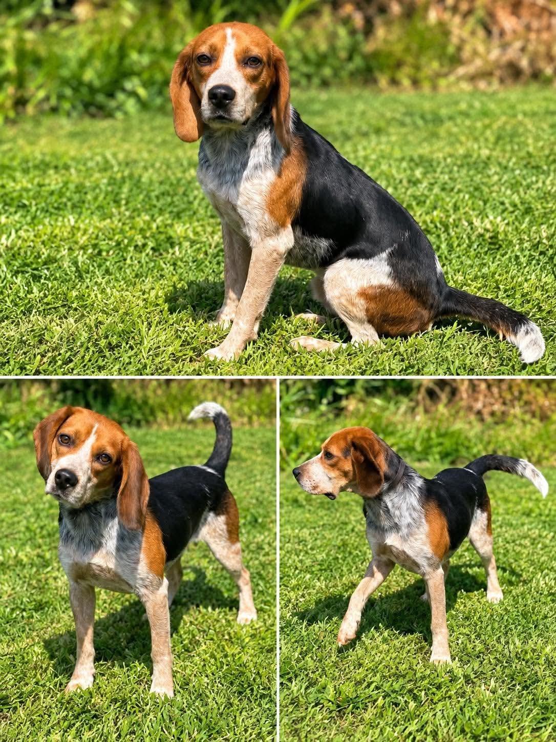 Enlarge Dewy, a Adoptable Beagle in Westwood, NJ image 2/3