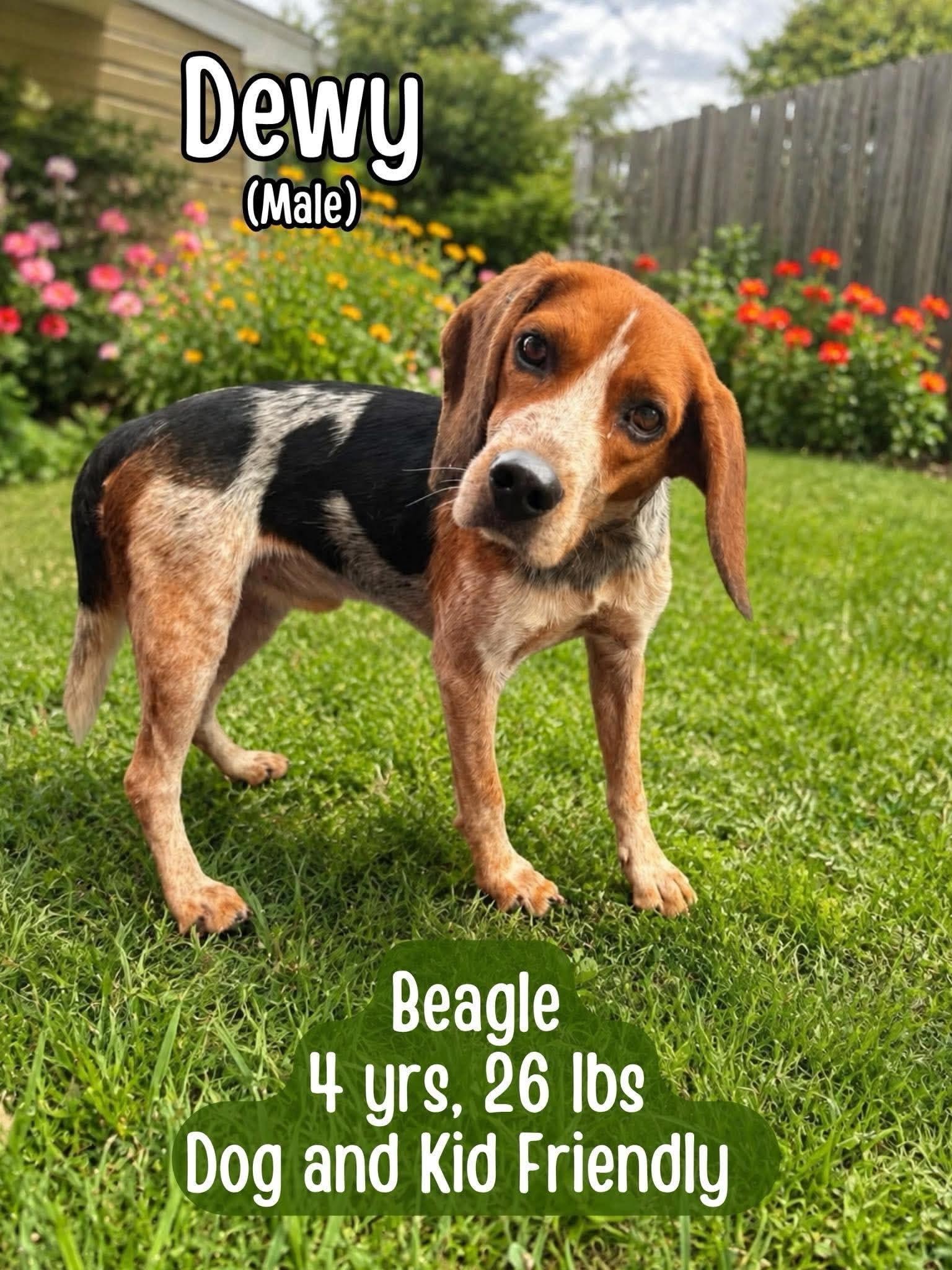 Enlarge Dewy, a Adoptable Beagle in Westwood, NJ image 3/3