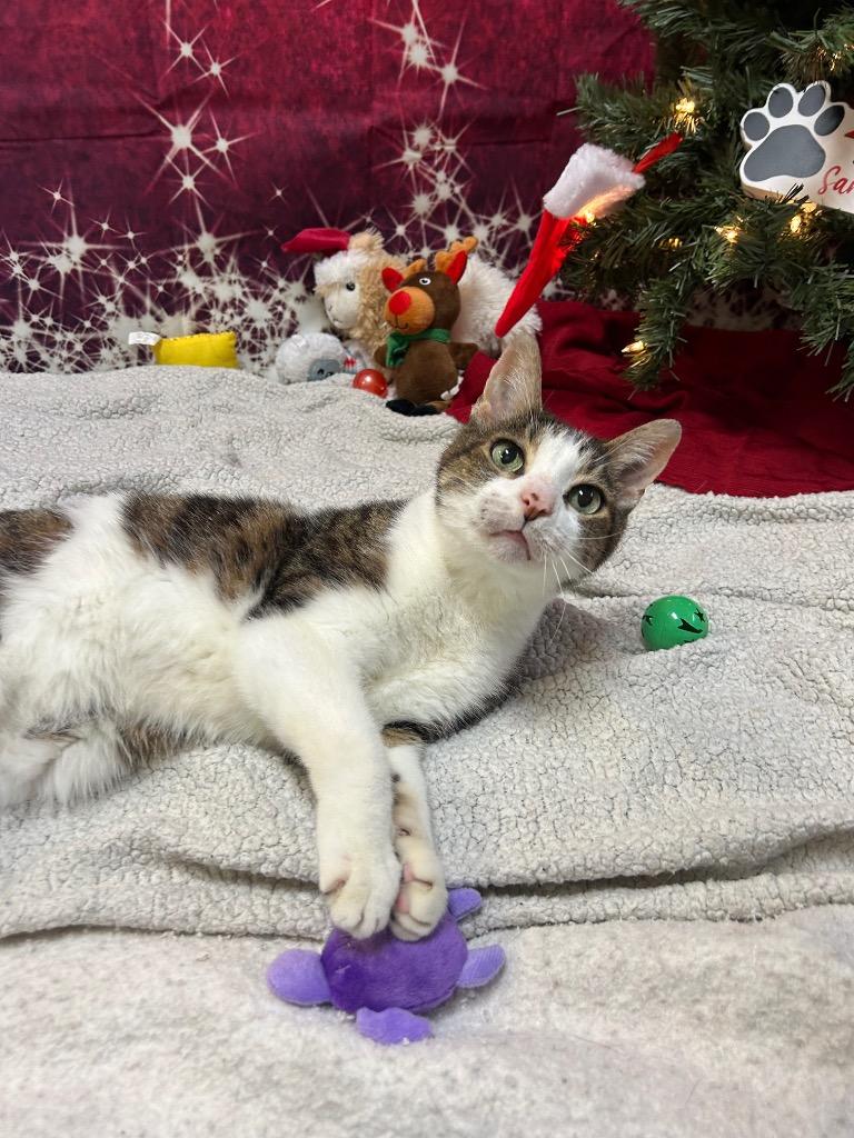 Enlarge Poboy, a Adoptable Domestic Short Hair in Clinton, IL image 4/5