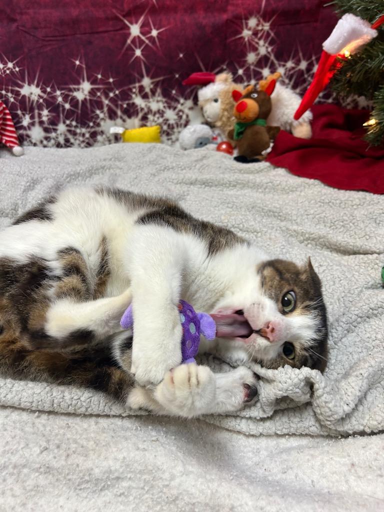 Enlarge Poboy, a Adoptable Domestic Short Hair in Clinton, IL image 5/5