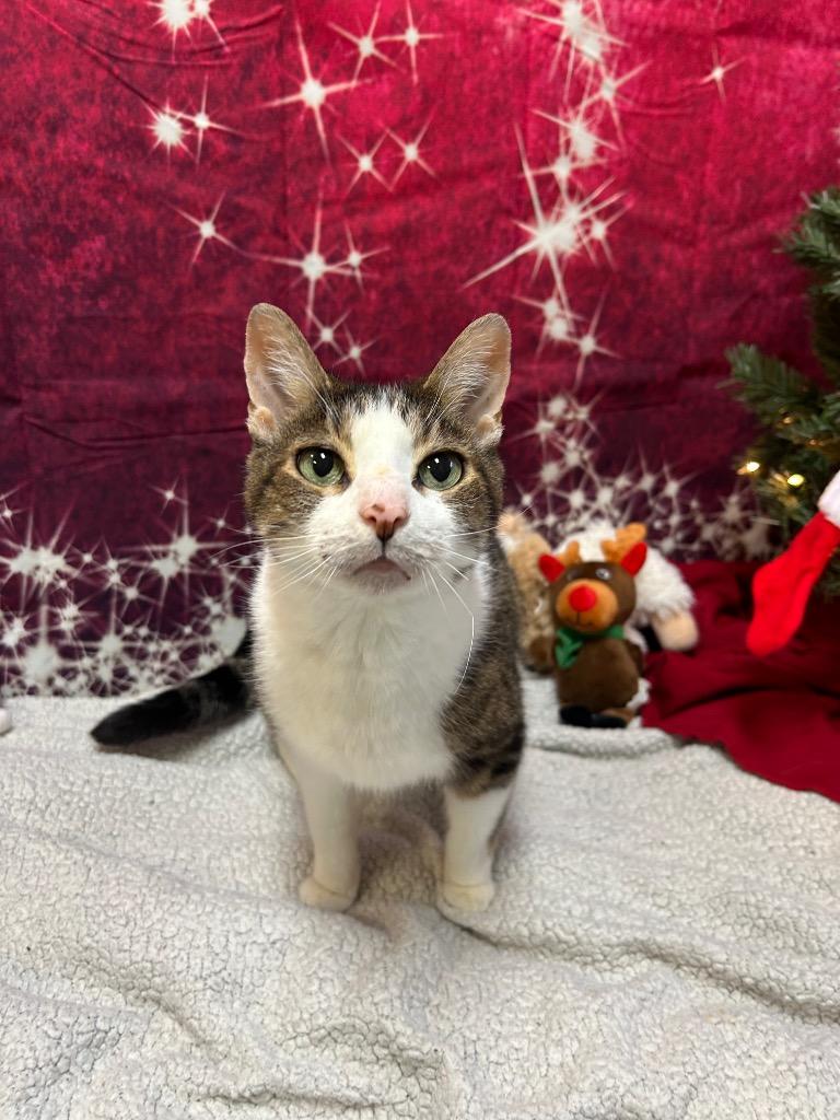 Enlarge Poboy, a Adoptable Domestic Short Hair in Clinton, IL image 3/5