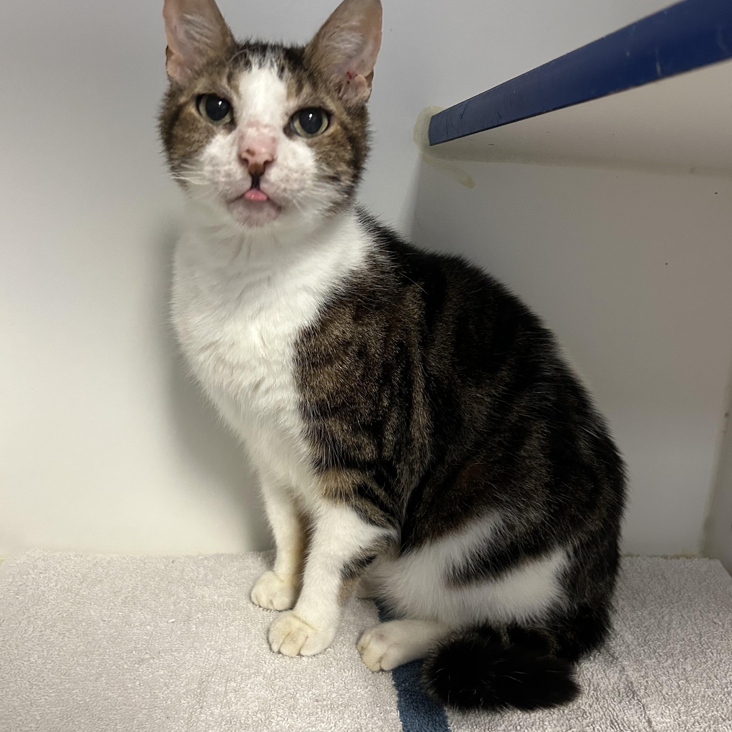 Enlarge Poboy, a Adoptable Domestic Short Hair in Clinton, IL image 2/5