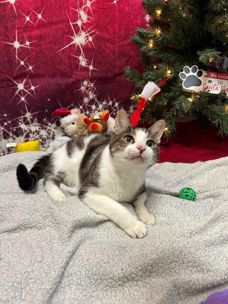 Enlarge Poboy, a Adoptable Domestic Short Hair in Clinton, IL image 1/5