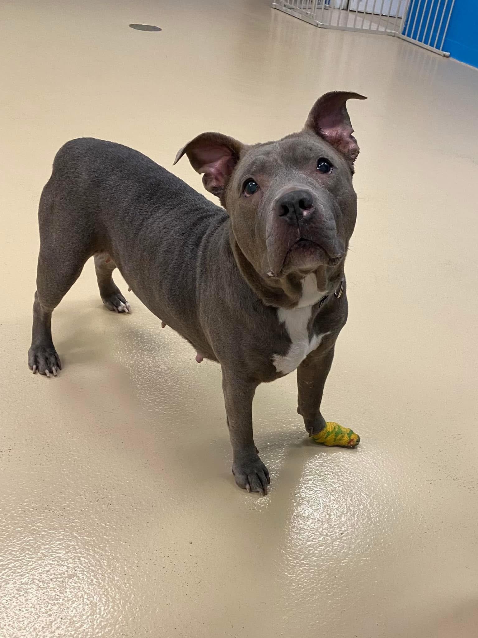 Urgent Foster needed! Ramona, Adoptable, Adult Female American Bully & American Staffordshire Terrier.