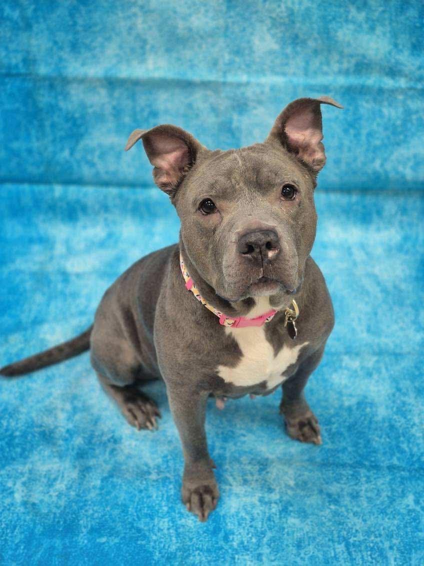 Urgent Foster needed! Ramona, a Adoptable mixed breed image 2/6