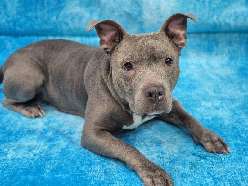 Urgent Foster needed! Ramona, a Adoptable mixed breed image 3/6