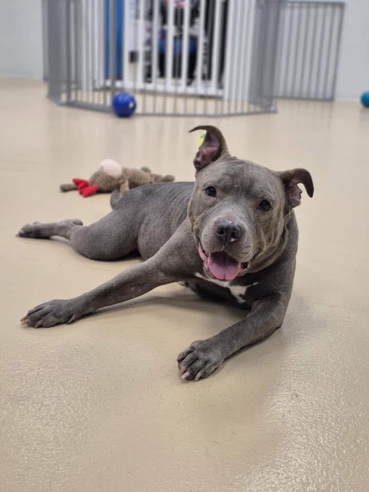 Urgent Foster needed! Ramona