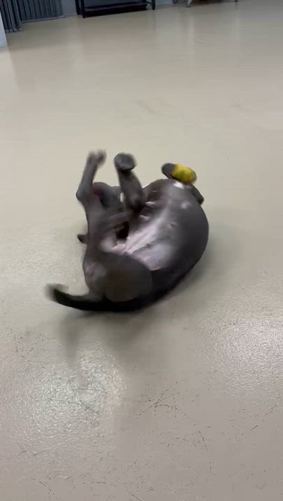 Enlarge Urgent Foster needed! Ramona, a Adoptable mixed breed video 5/6