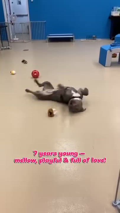 Enlarge Urgent Foster needed! Ramona, a Adoptable mixed breed video 6/6