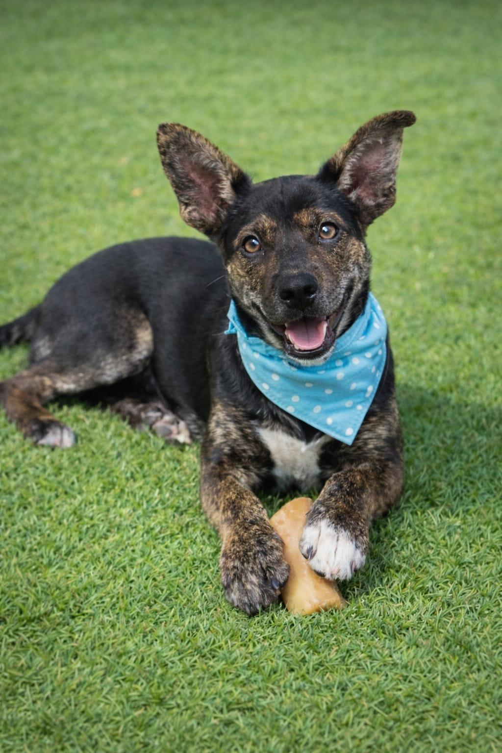 Enlarge Reeses Piece, a Adoptable mixed breed in Miami, FL image 2/6