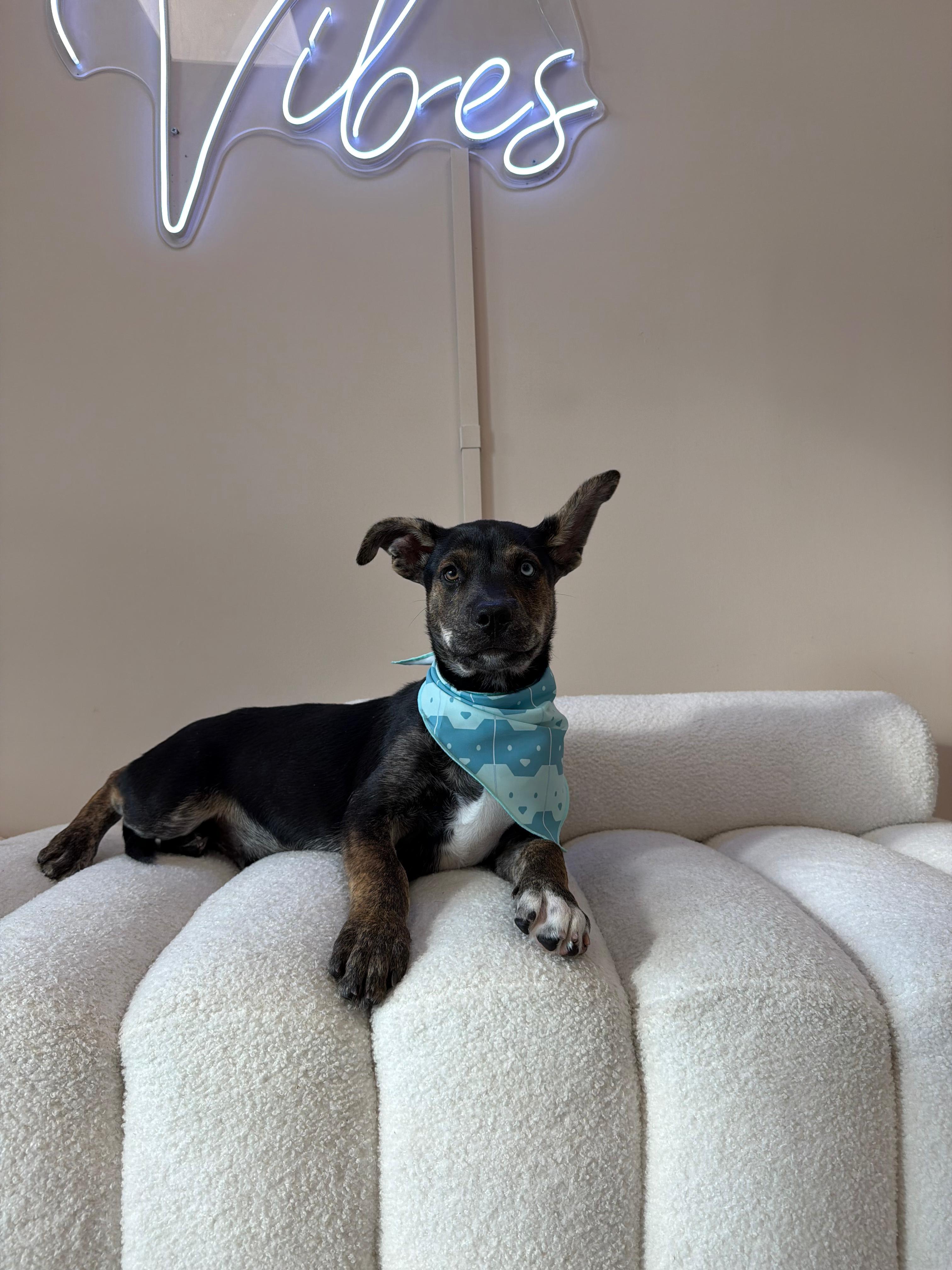 Reeses Piece, Adoptable, Puppy Male Husky.