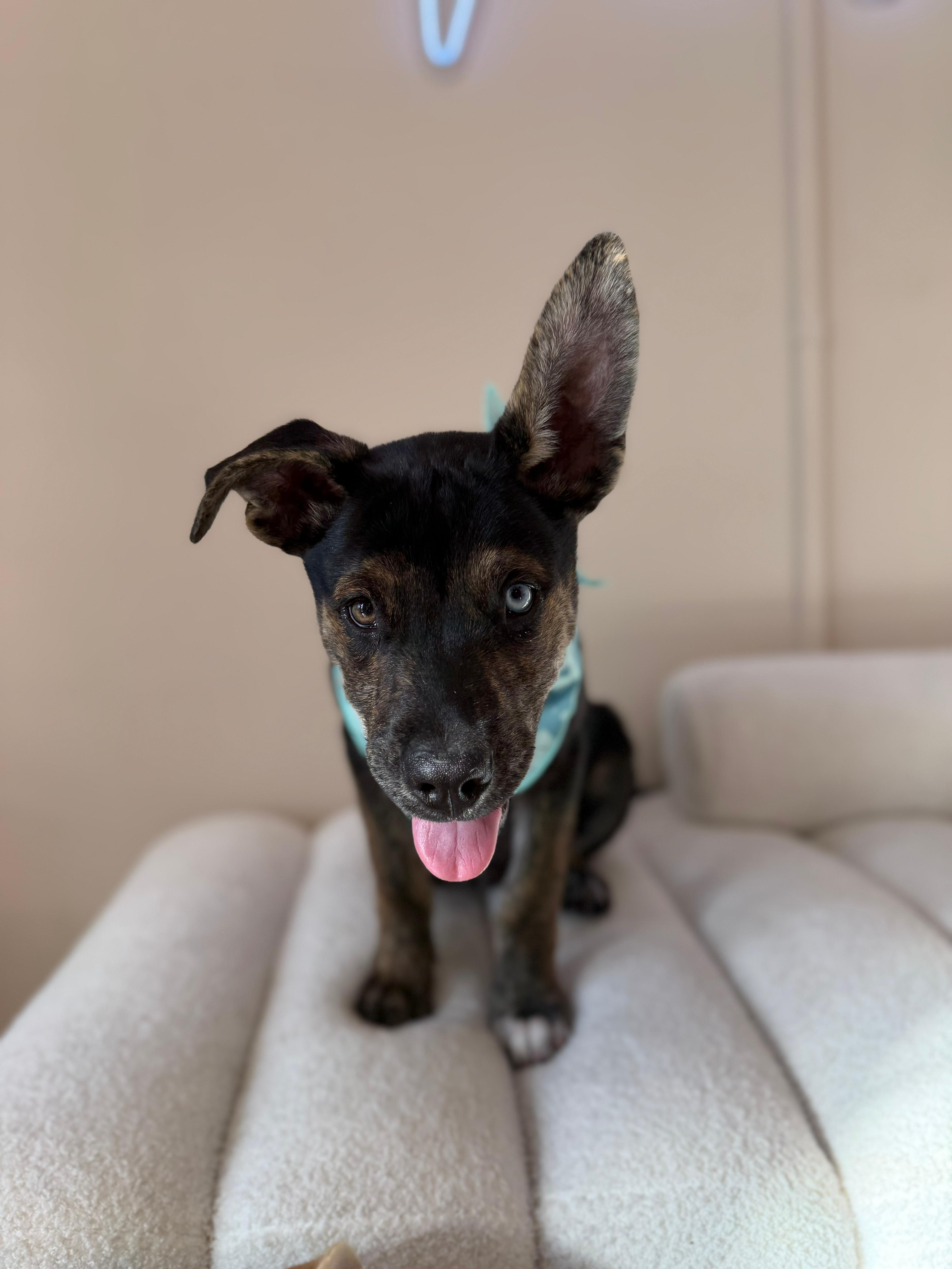 Reeses Piece, a Adoptable mixed breed in Miami, FL image 2/2