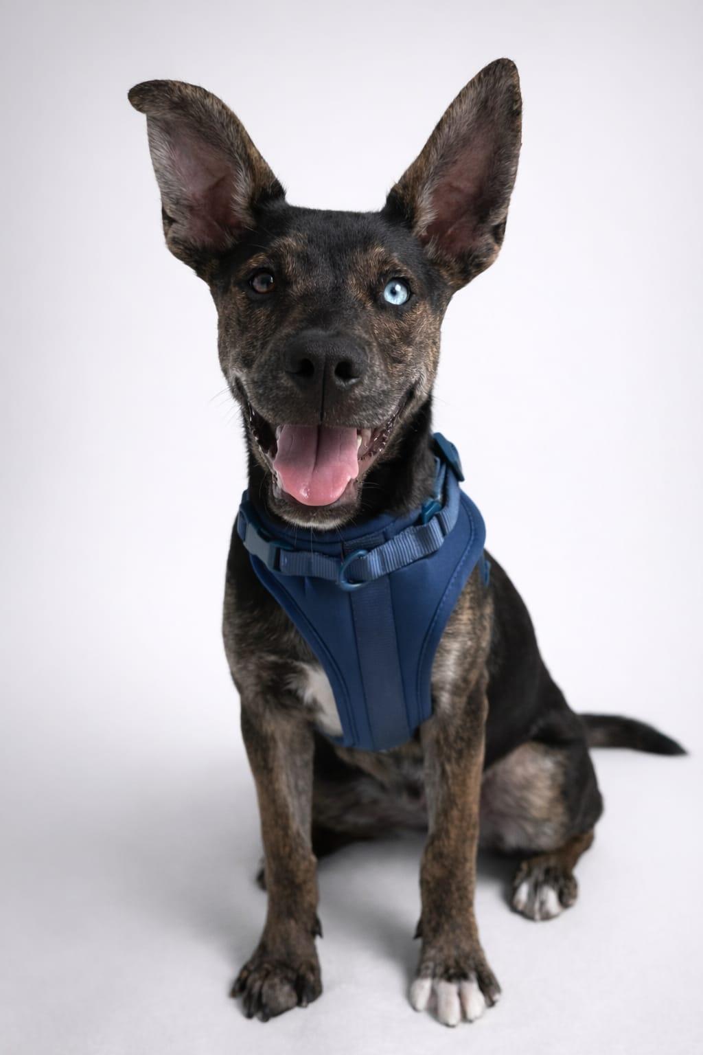 Enlarge Reeses Piece, a Adoptable mixed breed in Miami, FL image 1/6