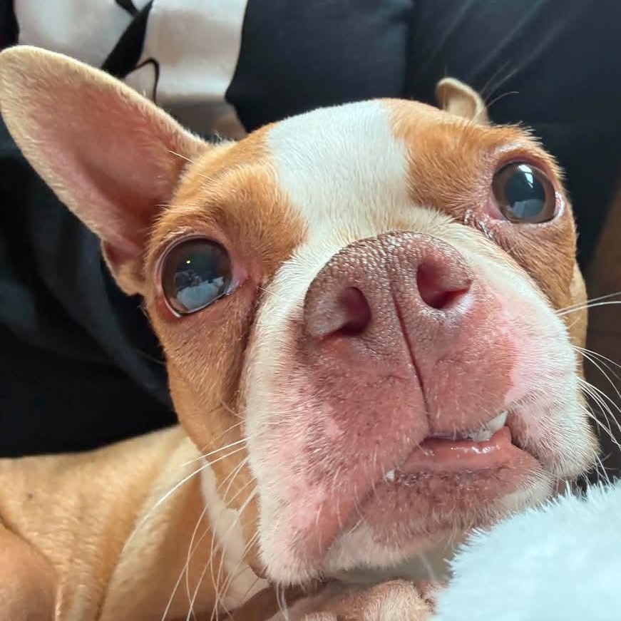 CeCe, an adopted Boston Terrier in Rochester, NY image 3/3