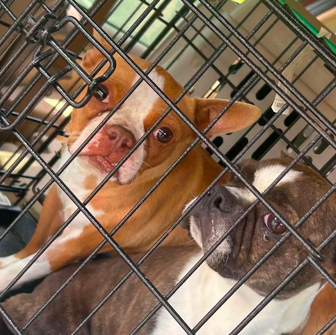 CeCe, an adopted Boston Terrier in Rochester, NY image 2/3