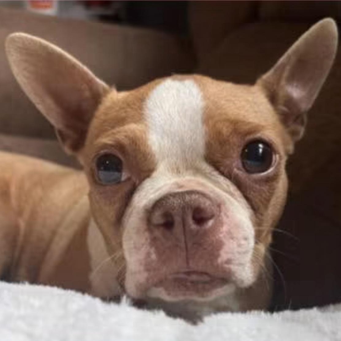 CeCe, adopted, Adult Female Boston Terrier.