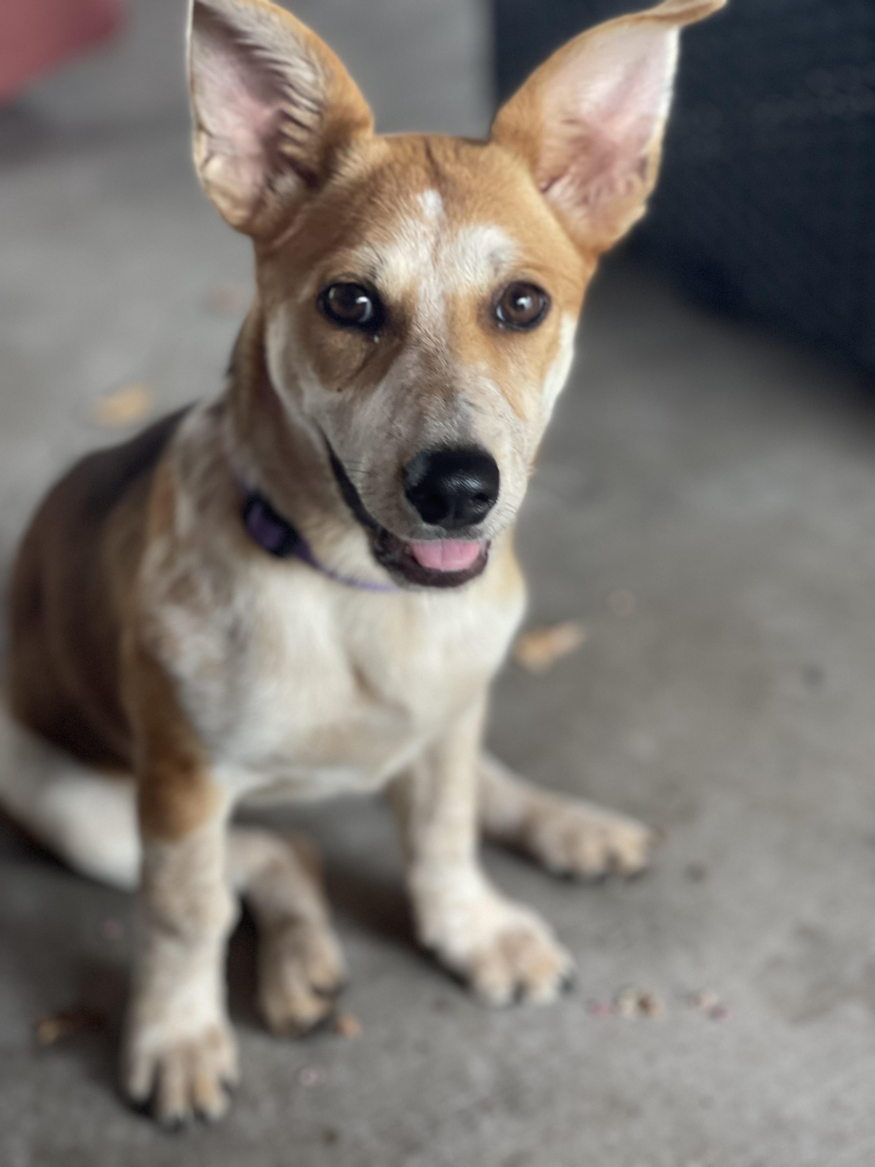 Louise, Baby Female Mixed Breed