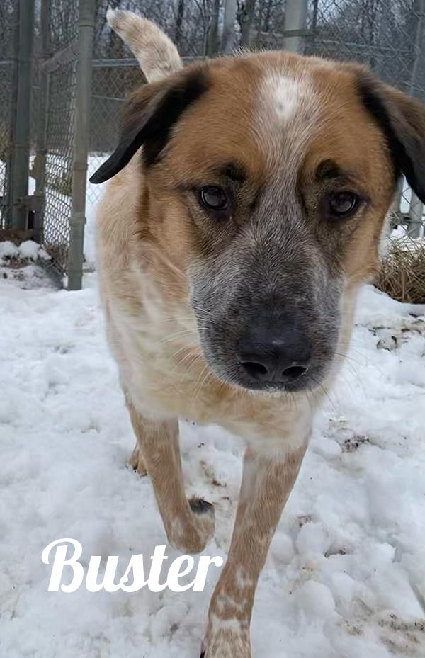 Enlarge Buster, an adopted mixed breed in Manistee, MI image 2/3