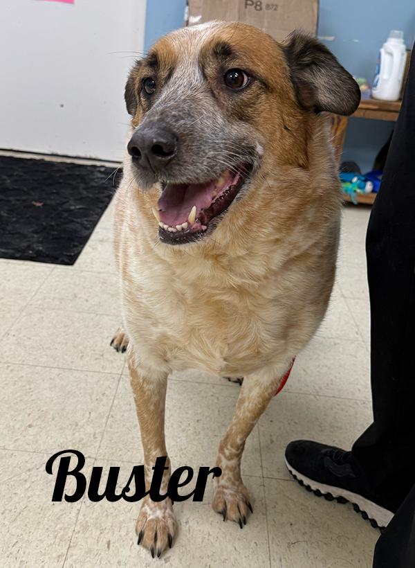 Enlarge Buster, a ADOPTABLE mixed breed in Manistee, MI image 1/2