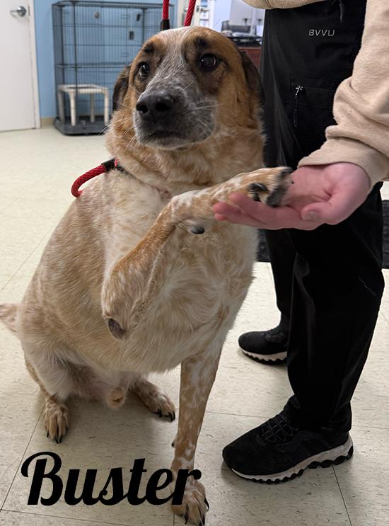 Buster, ADOPTABLE, Adult Male Australian Cattle Dog / Blue Heeler & Labrador Retriever.