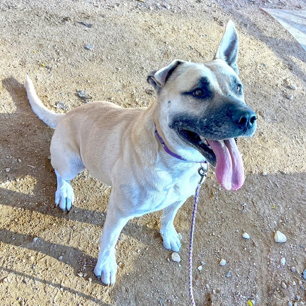 Neko — thumbnail 2