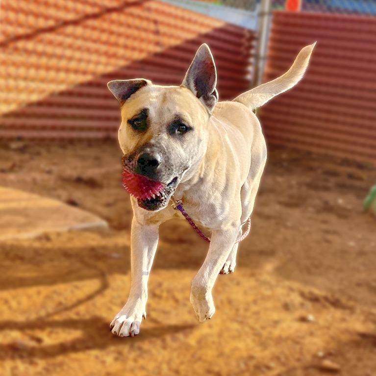 Neko — thumbnail 3