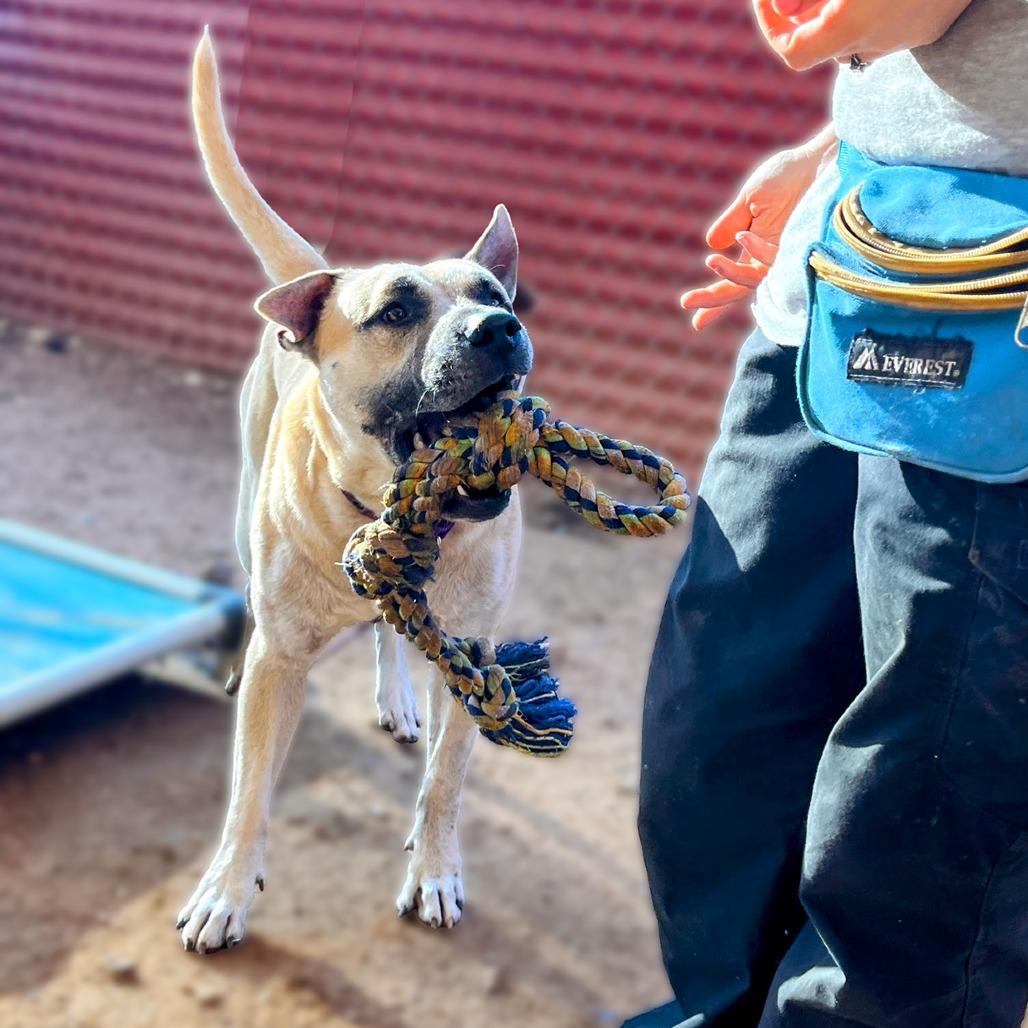 Neko — thumbnail 5