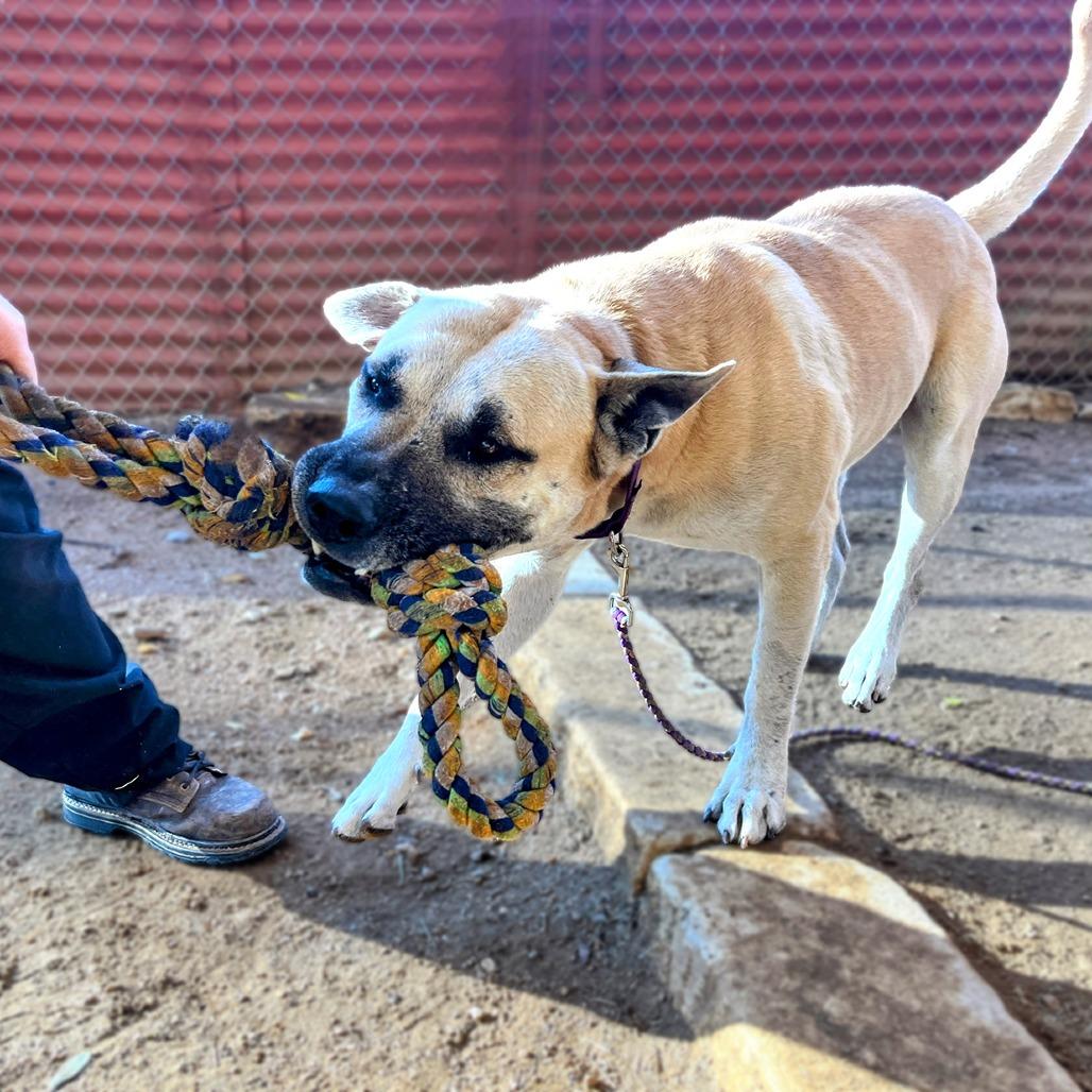 Neko — thumbnail 6