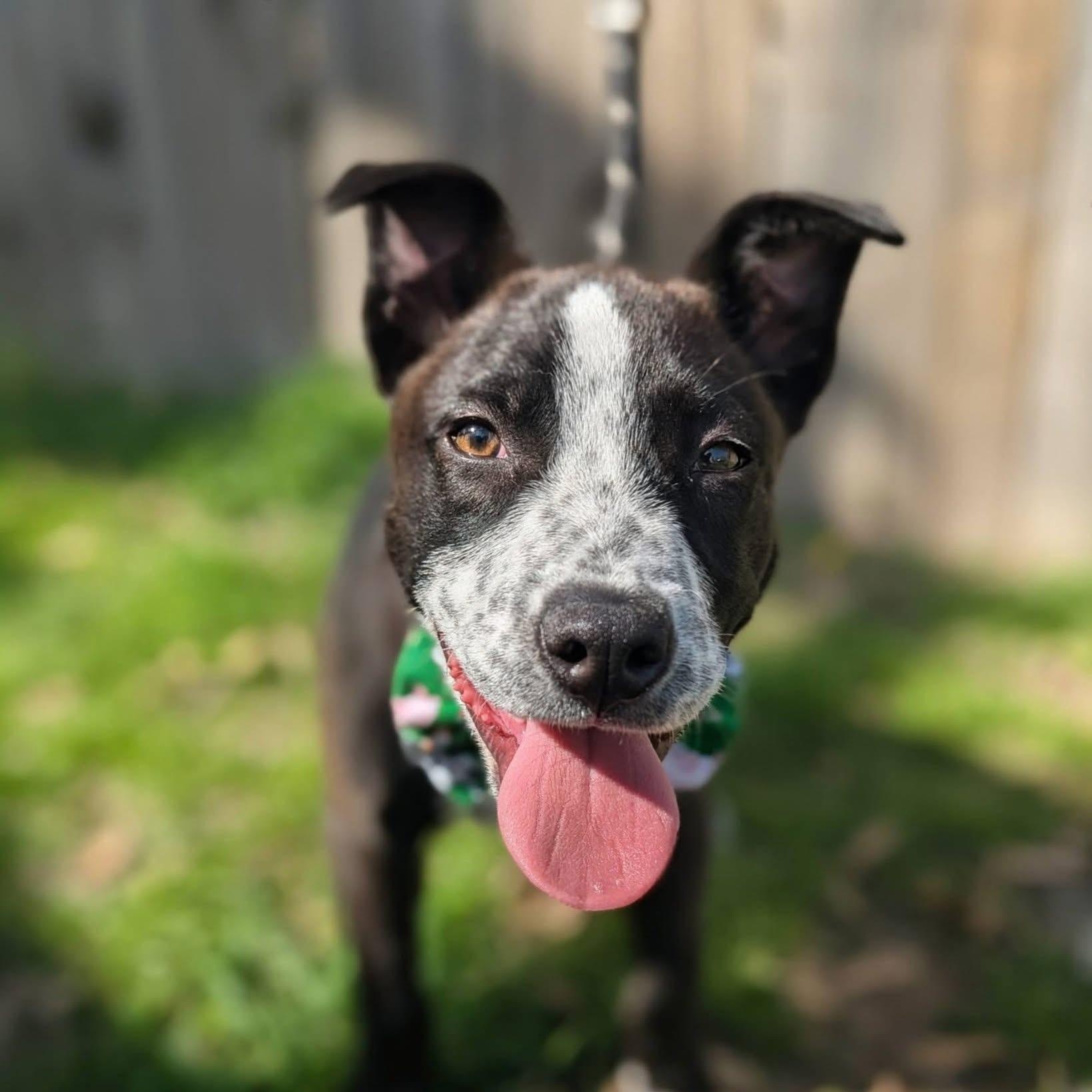 Pascal , ADOPTABLE, Puppy Male Mixed Breed.