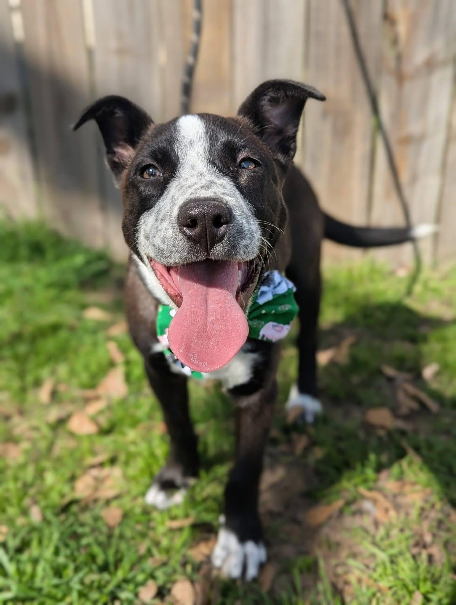 Enlarge Pascal , a ADOPTABLE mixed breed in Mendham, NJ image 3/3