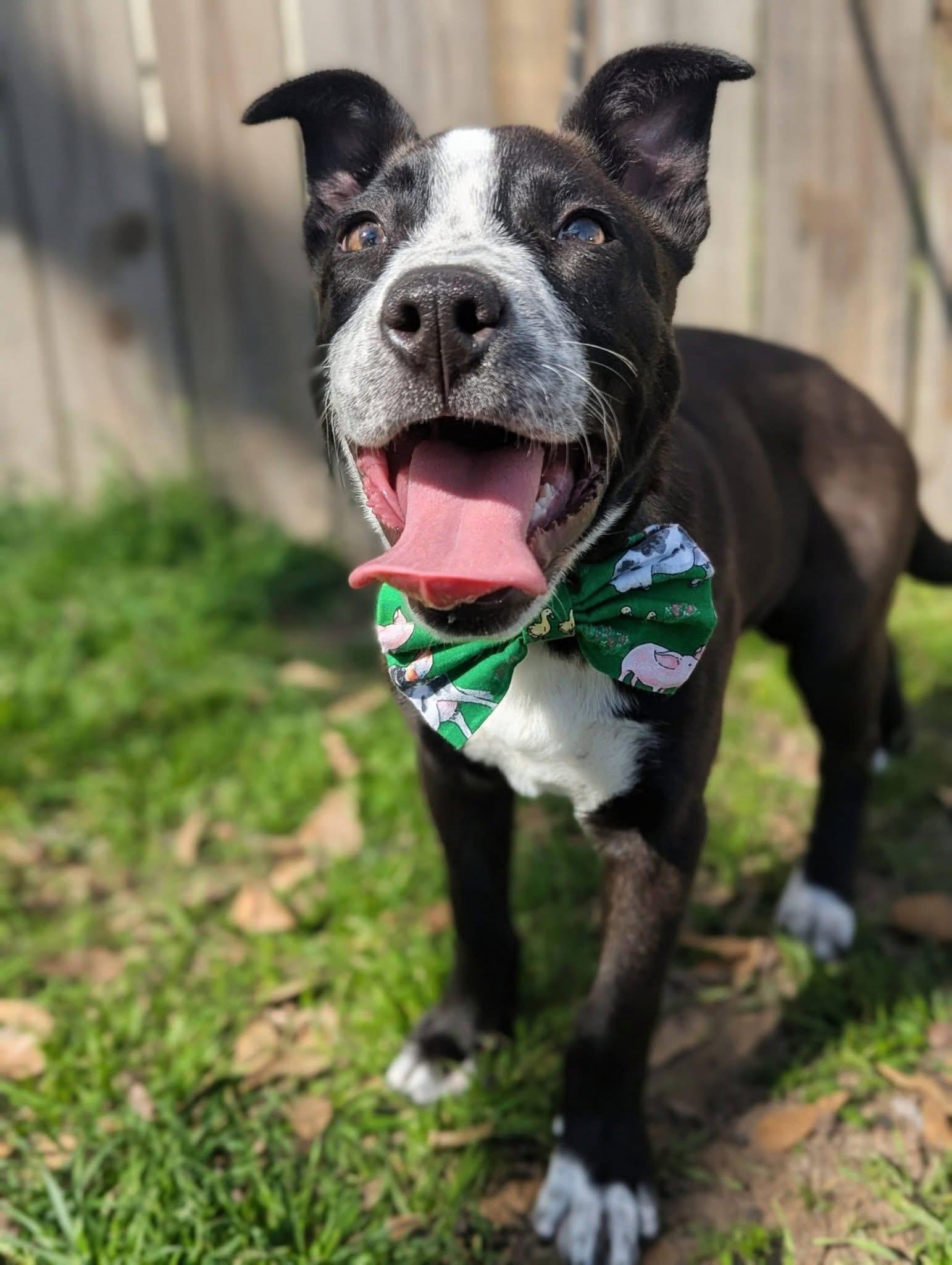 Enlarge Pascal , a ADOPTABLE mixed breed in Mendham, NJ image 2/3