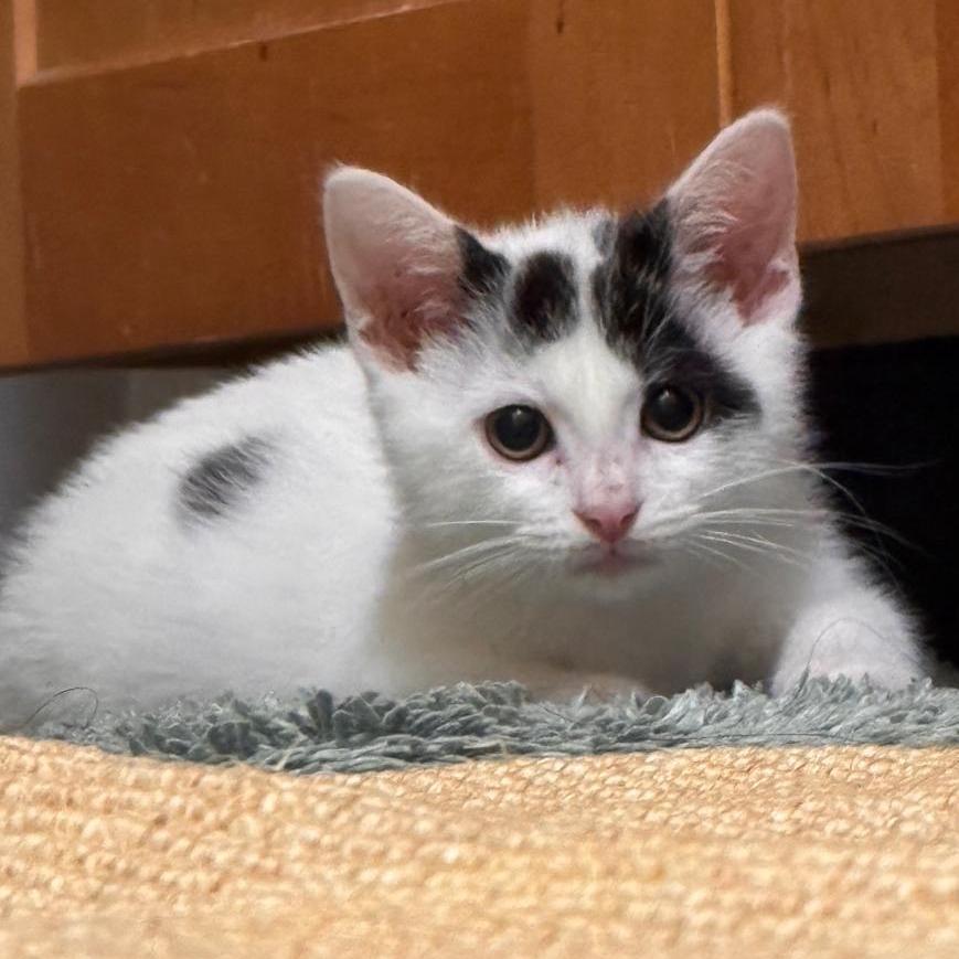 Luna, a Adoptable Domestic Short Hair in Eastford, CT image 1/6