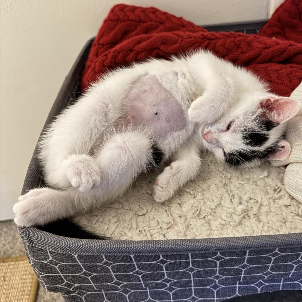 Luna, a Adoptable Domestic Short Hair in Eastford, CT image 2/6