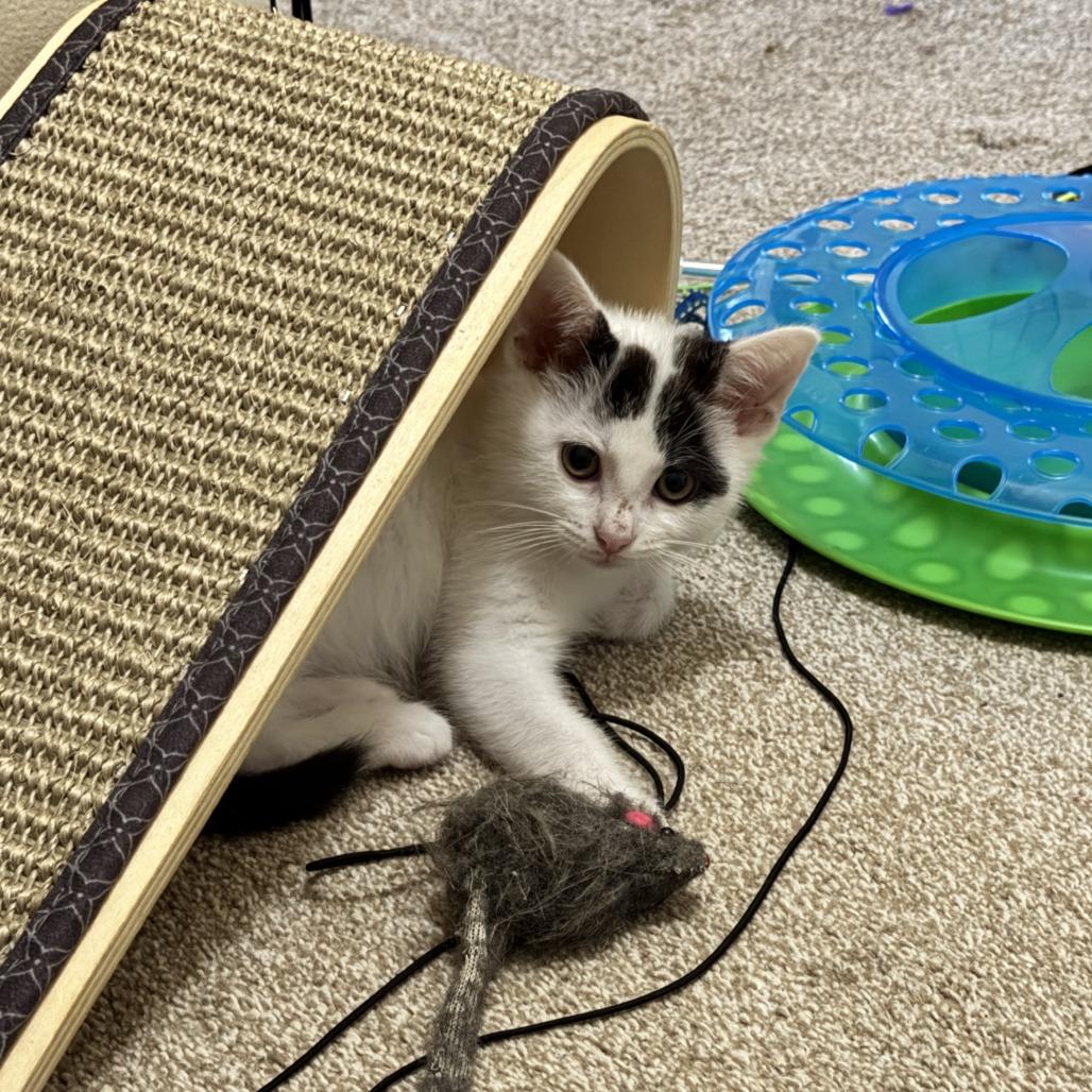 Luna, a Adoptable Domestic Short Hair in Eastford, CT image 3/6