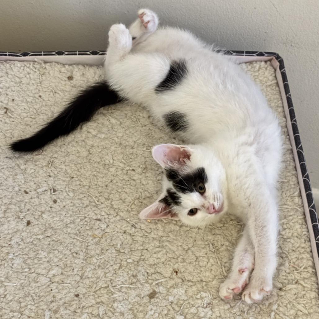 Luna, a Adoptable Domestic Short Hair in Eastford, CT image 4/6