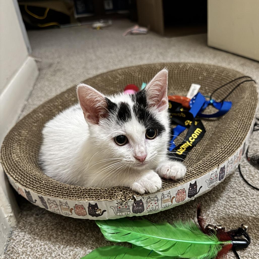 Luna, a Adoptable Domestic Short Hair in Eastford, CT image 5/6