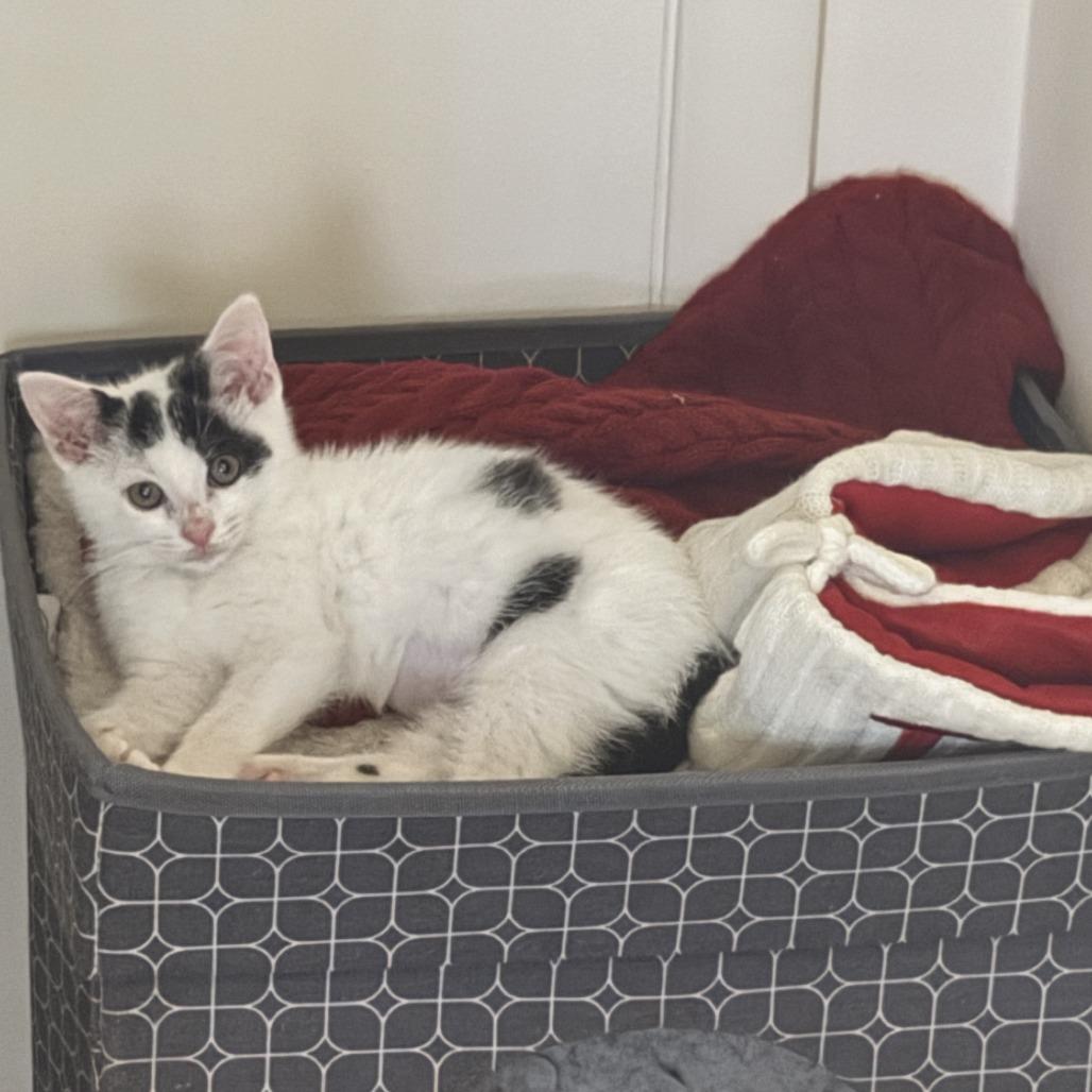 Luna, a Adoptable Domestic Short Hair in Eastford, CT image 6/6