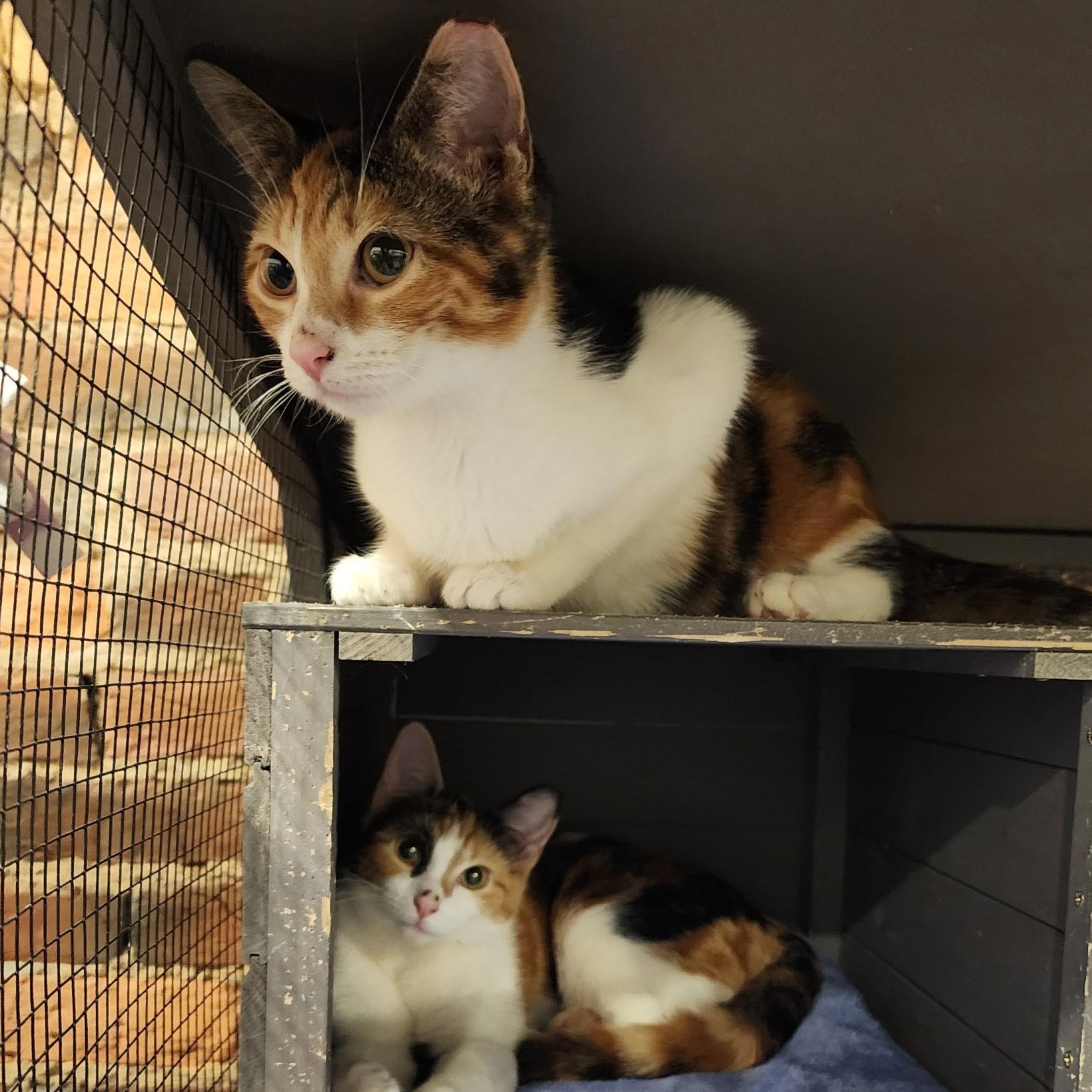 Enlarge Stella and Mabel, a ADOPTABLE mixed breed in South Park, PA image 1/2