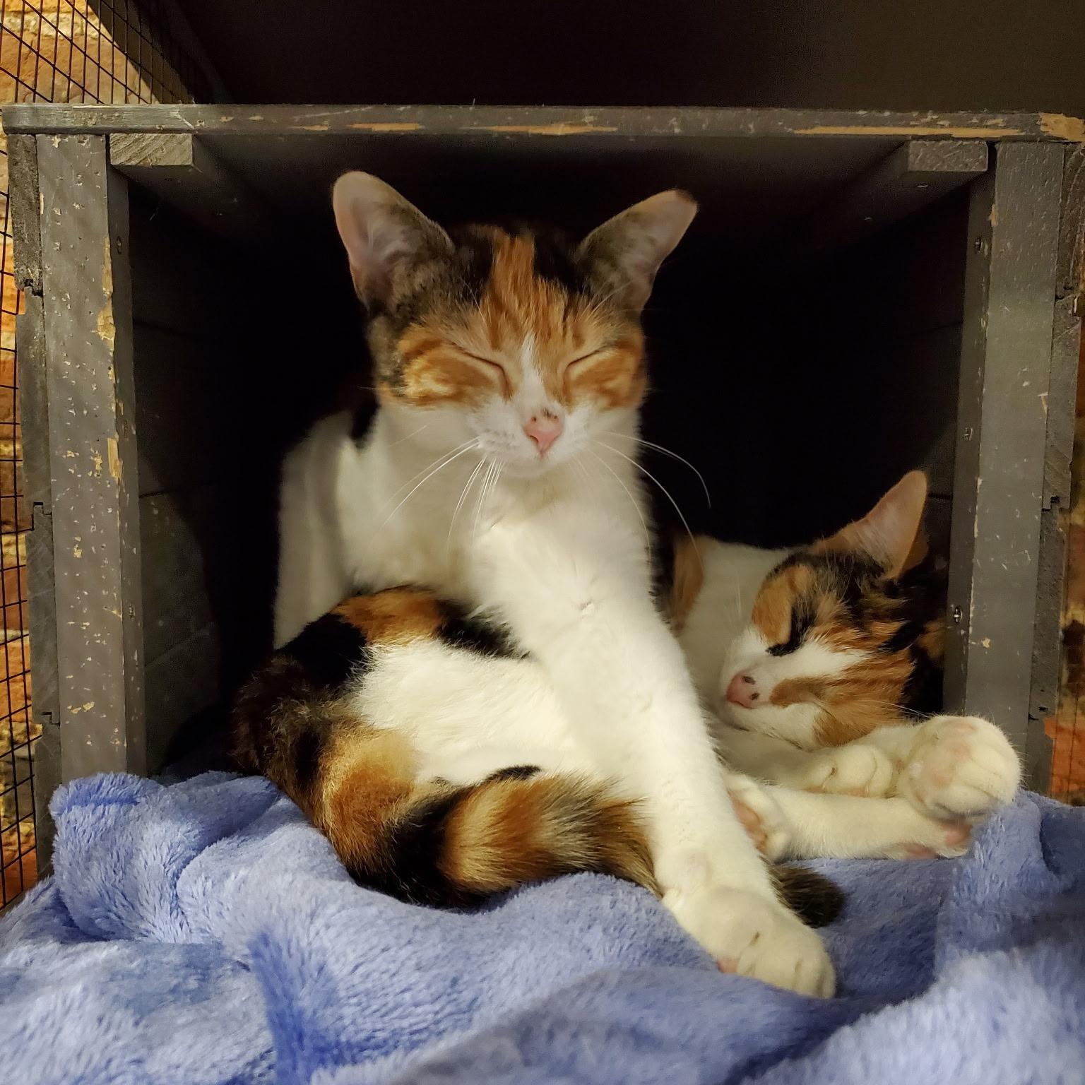 Enlarge Stella and Mabel, a ADOPTABLE mixed breed in South Park, PA image 2/2