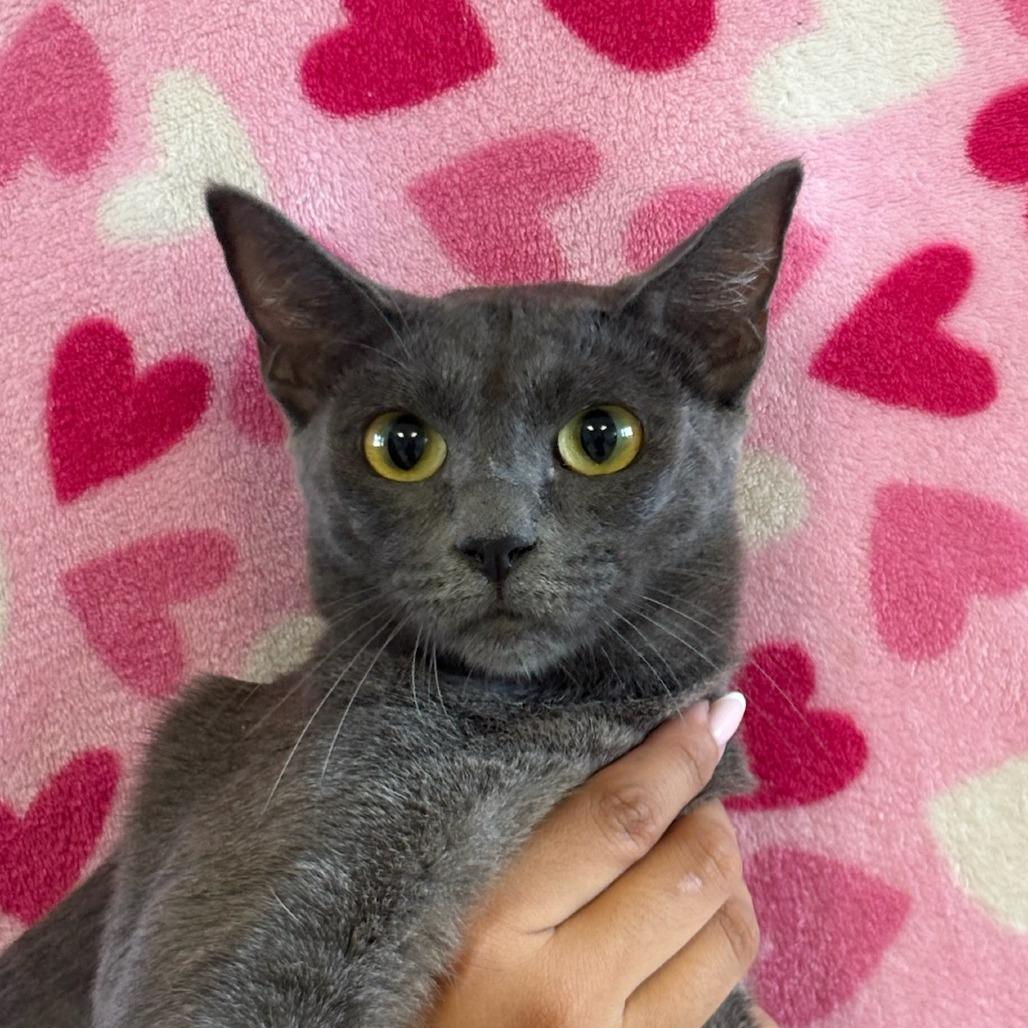 Virgo, Adoptable, Adult Female Domestic Short Hair.