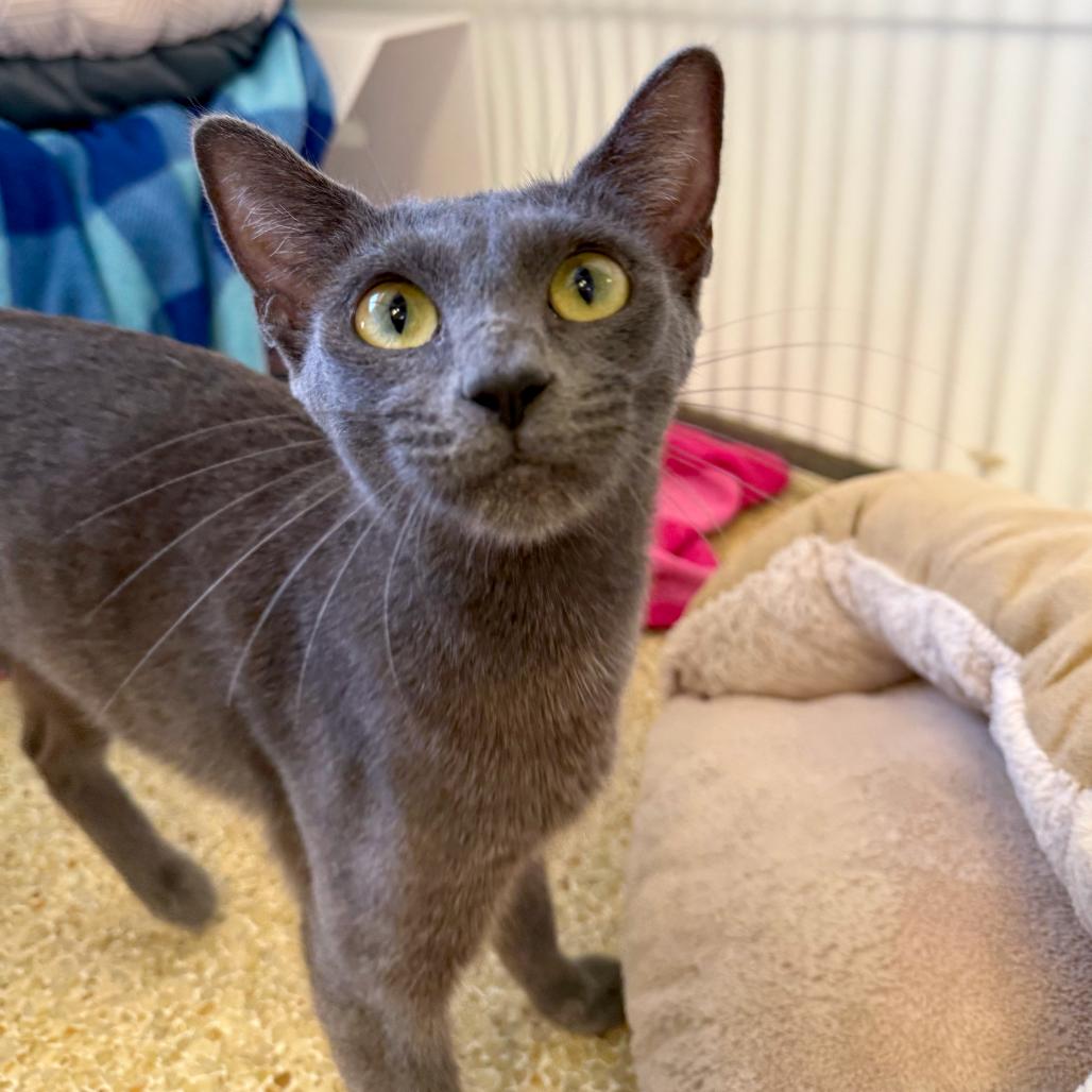 Enlarge Virgo, a Adoptable Domestic Short Hair in Santa Barbara, CA image 2/2