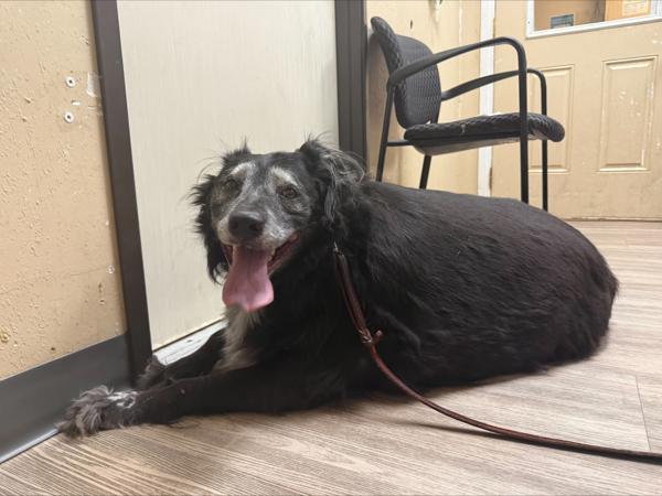 Enlarge Bud-E, a Adoptable mixed breed in Oceanside, CA image 1/1