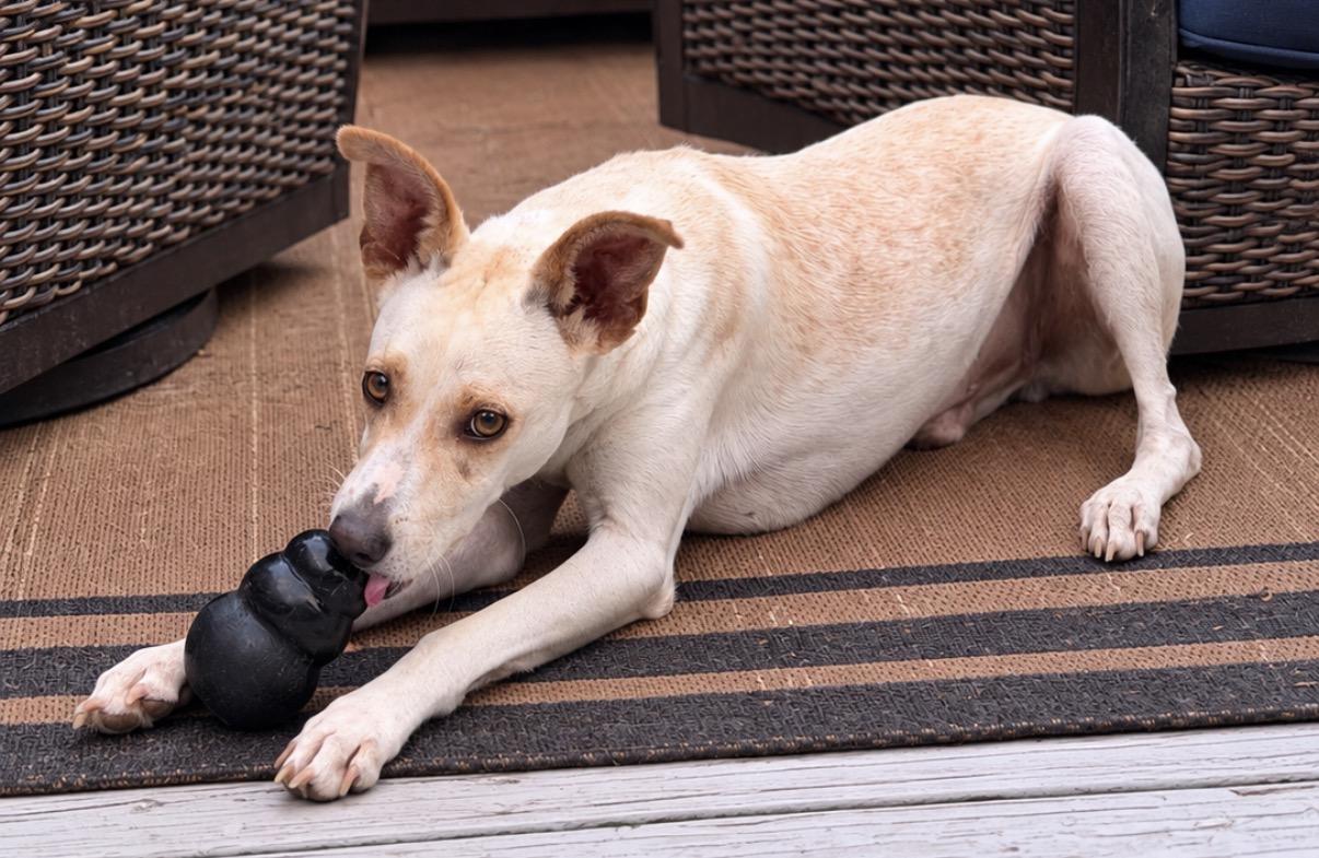 Enlarge Moko, a Adoptable Mixed Breed in Marstons Mills, MA image 4/6