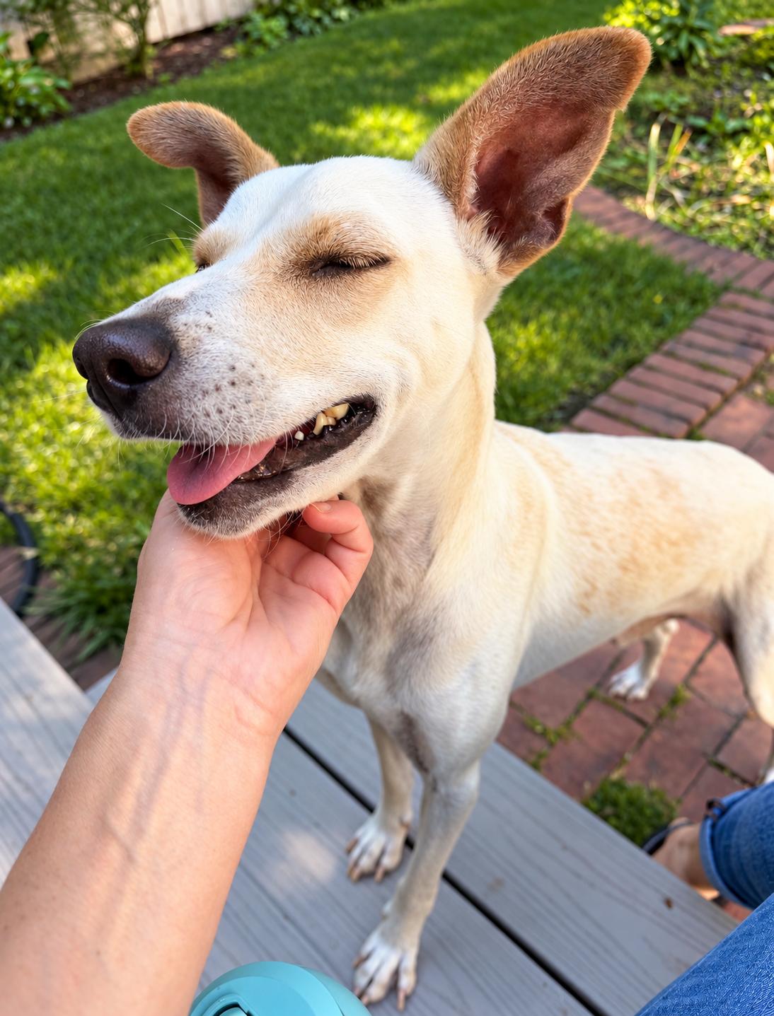 Enlarge Moko, a Adoptable Mixed Breed in Marstons Mills, MA image 5/6