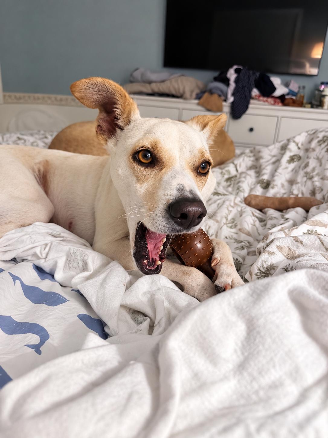 Moko, Adoptable, Young Male Mixed Breed.
