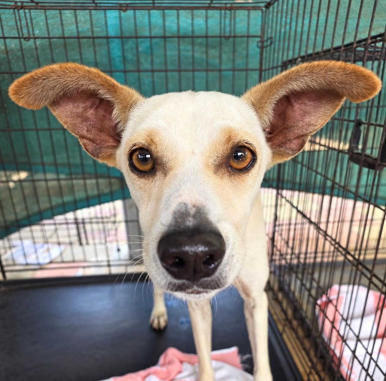 Enlarge Moko, a Adoptable Mixed Breed in Marstons Mills, MA image 2/6