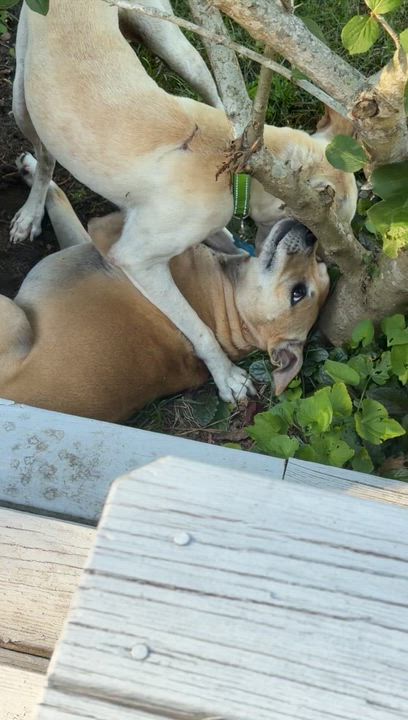 Enlarge Moko, a Adoptable Mixed Breed in Marstons Mills, MA video 6/6