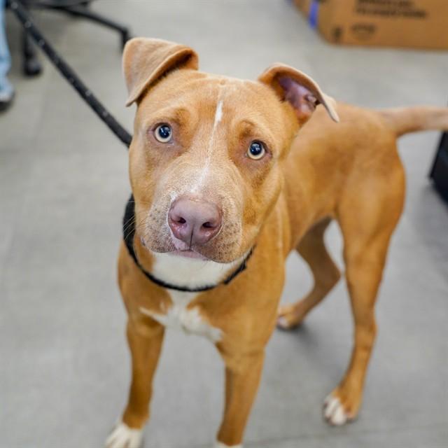 Enlarge DOG, a Adoptable Pit Bull Terrier in Sacramento, CA image 1/1